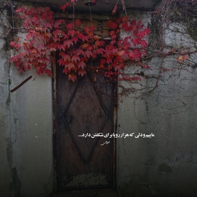 سیاوش علایی چیکار میکنی با دلی که تنگه چرا مگه دل تو